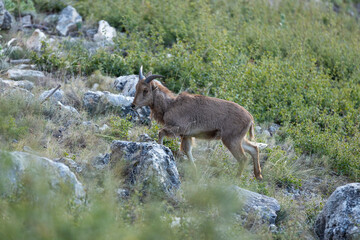 mountain animal, mountain goats running down the mountain
