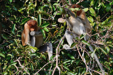 rare nose monkeys on the tree in rainforest of borneo island 