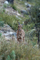 mountain animal, mountain goats running down the mountain