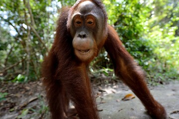friendly ape orangutan posing for the camera with curios muzzle in borneo jungle   
