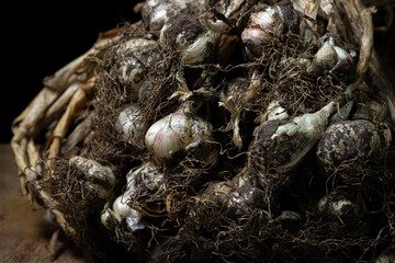 Garlic on a black background. A bunch of dried garlic with pieces of earth. Healthy vegetables