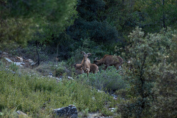 mountain animal, mountain goats running down the mountain