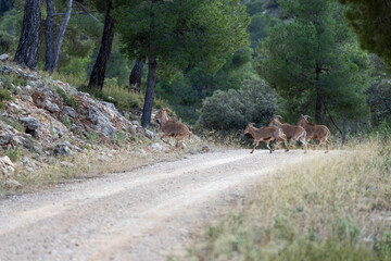 mountain animal, mountain goats running down the mountain