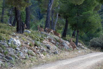mountain animal, mountain goats running down the mountain