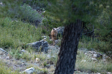 mountain animal, mountain goats running down the mountain