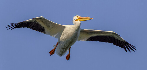 Fototapeta na wymiar american white pelican (Pelecanus erythrorhynchos) flying above, wings extended, blue sky background