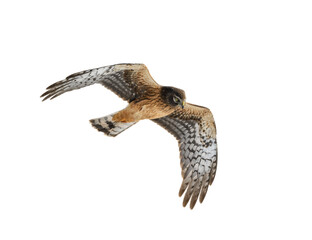 Northern Harrier in Flight on White Background, Isolated