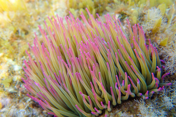 Naklejka na ściany i meble Purple and yellow underwater grass, Beautiful Underwater Seaweed, Colorful Coral reefs, Mediterranean sea underwater, sea grass, sea Herbs