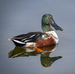 male northern shoveler drake (Spatula clypeata) looking at camera, orange eye, green head, brown chest, orange foot showing, swimming in clear, flat, smooth water.  exceptional detail when zoomed in 