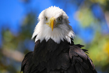 Bald eagle portrait horizontal looking straight into the camera with trees in the background