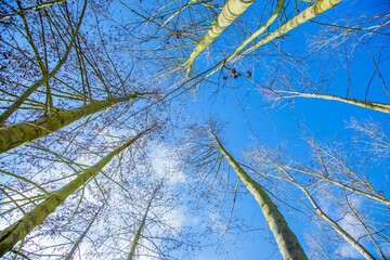 View from below up into the treetops and spreading branches of alder trees, in winter. Germany, Rhineland Palatinate