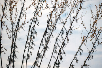 reeds in winter, nacka,sweden,sverige,stockholm
