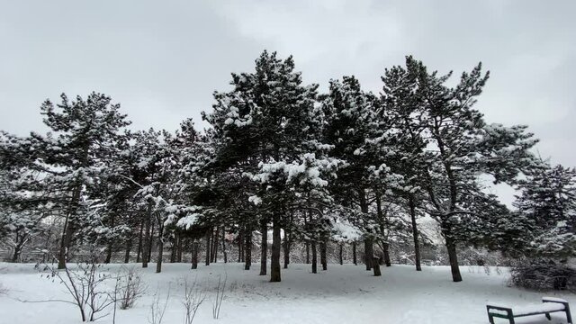 Winter landscape. Snow covered fir trees in the park