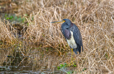 tri colored heron resting at waters edge with tall brown grass 