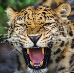 Jaguar head with open jaws © Olga