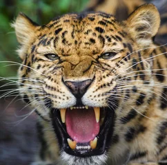 Foto op Plexiglas Jaguar head with open jaws © Olga