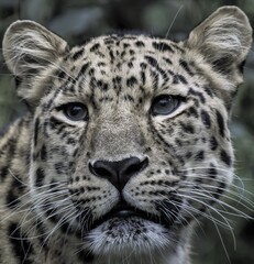 Fototapeta na wymiar Leopard head looking at the camera