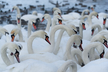 Obraz premium In the Nemunas River, Lithuania has the largest colony of wintering water birds, swans, ducks and other water birds.