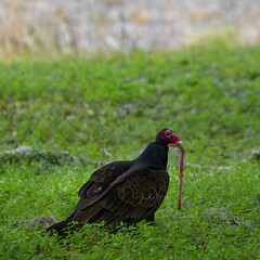 turkey vulture (Cathartes aura) with snake skeleton in it's mouth, under exposed in shade with green grass and pond water edge background
