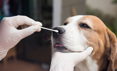 The Beagle dog is being examined. Canine nasal infection test Prevention of covit infection 19 Selective focus