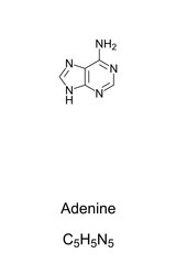 Adenine, A, Ade, chemical formula and skeletal structure. Nucleobase and a purine derivative, one of four in the nucleic acid of DNA and RNA, represented by letters G, C, A and T. Illustration. Vector