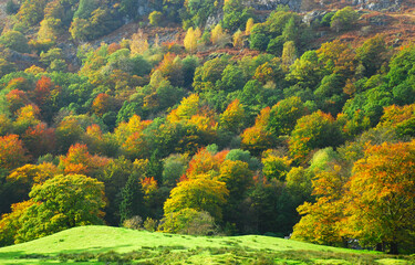 Obraz premium Autumn Colours, The Lake District