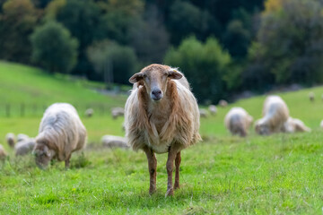 Obraz premium One sheep in a field