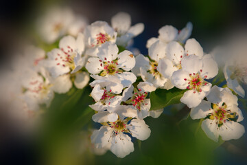 Blooming tree branch on the blurred background.