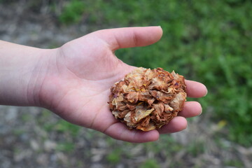 Dried camellia flower (Camelia japonica) held in hand