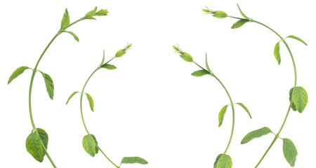 White jasmine flowers with green leaves isolated on white background