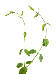 White jasmine flowers with green leaves isolated on white background