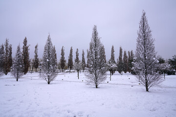 bare trees in a winter park     