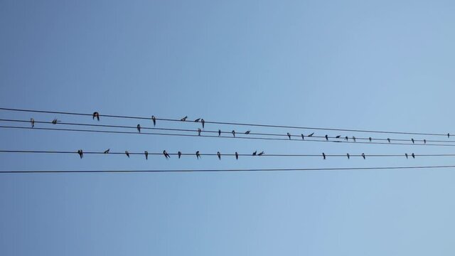 Swallows birds sitting on electricity wires in front of blue sky. Birds flying near electric cables. Black silhoettes on bright sky. Nature, wild, wildlife.