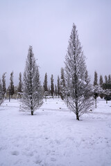 bare trees in a winter park     