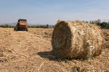 big round straw baling machines working on sugarcane farm