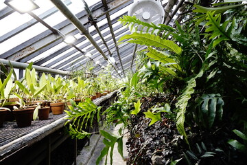 Fototapeta na wymiar Interior of an orangery for tropical plants in winter time