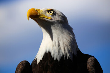 Bald eagle portrait against a bluer sky