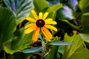Yellow and brown blossom of Rudbeckia hirta