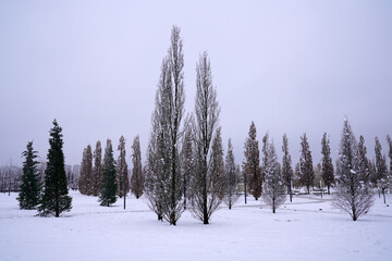 bare trees in a winter park     
