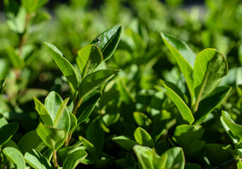 Fondo de hojas de arbusto verdes.