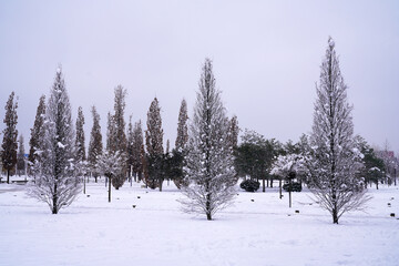 bare trees in a winter park     