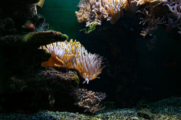 Coral reef. Diving. Underwater life. Anemone underwater.