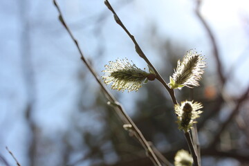 buds appear on the branches
