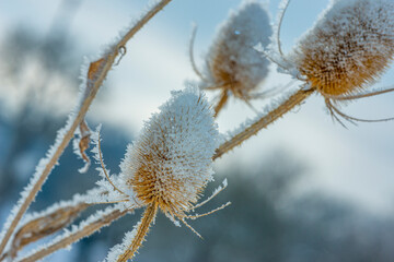 frozen plants in winter