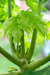 Obraz premium Hojas tiernas de papaya 