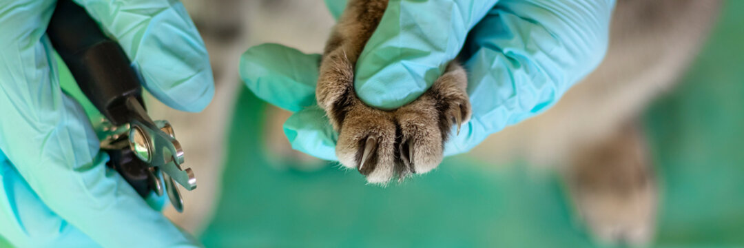 Banner with hands in medical gloves trim the claws of a cat. Cat's getting a nail trim. Cutting off domestic cat's claws.