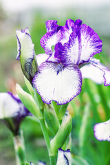 purple iris flowers, summer garden, background
