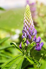 purple lupine flowers, summer garden, background