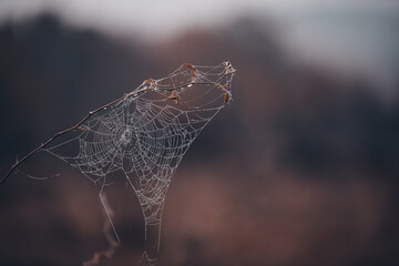 spider web adorned with drops of water in spring season at sunrise