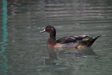 duck and ducklings